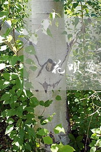 花呗逾期可以借钱吗 花呗逾期可以借钱吗