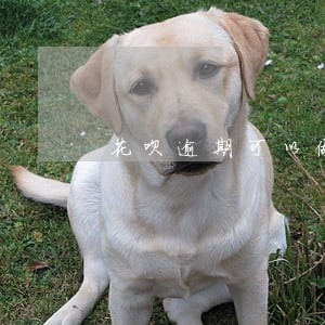 花呗逾期可以做担保