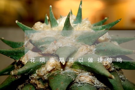 花呗逾期可以做捷信吗 花呗逾期可以做捷信吗
