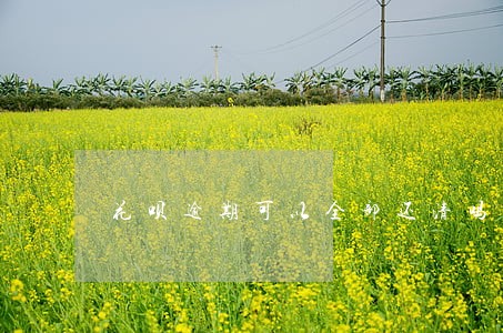 花呗逾期可以全部还清吗