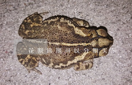 花呗逾期可以分期买车 花呗逾期可以分期买车