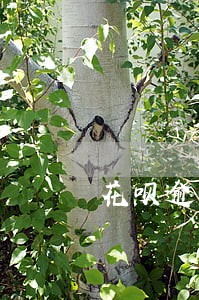 花呗逾期可以分期付款 花呗逾期可以分期付款