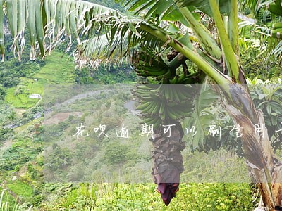 花呗逾期可以刷信用卡吗 花呗逾期可以刷信用卡吗