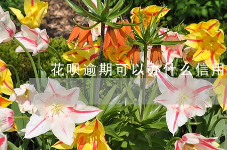 花呗逾期可以办什么信用卡 花呗逾期可以办什么信用卡