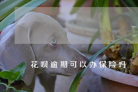 花呗逾期可以办保险吗 花呗逾期可以办保险吗