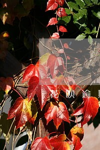 花呗逾期可以办理网贷吗 花呗逾期可以办理网贷吗