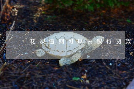 花呗逾期可以去银行贷款吗