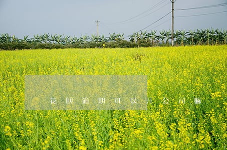 花呗逾期可以开公司嘛