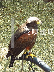 花呗逾期可以扣钱吗