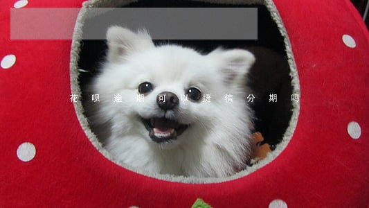 花呗逾期可以捷信分期吗