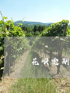 花呗逾期可以接网贷吗 花呗逾期可以接网贷吗