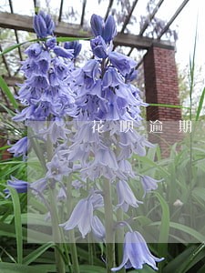 花呗逾期可以撤销吗 花呗逾期可以撤销吗