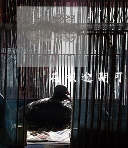 花呗逾期可以淘宝买东西吗