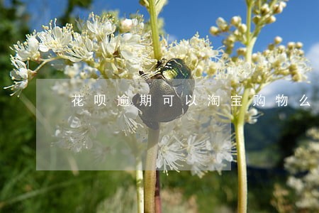 花呗逾期可以淘宝购物么 花呗逾期可以淘宝购物么