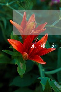 花呗逾期可以用捷信吗 花呗逾期可以用捷信吗