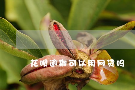 花呗逾期可以用网贷吗 花呗逾期可以用网贷吗