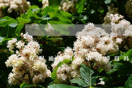 花呗逾期可以申请停息吗