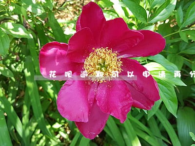 花呗逾期可以申请再分期吗 花呗逾期可以申请再分期吗