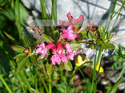 花呗逾期可以给别人担保嘛 花呗逾期可以给别人担保嘛