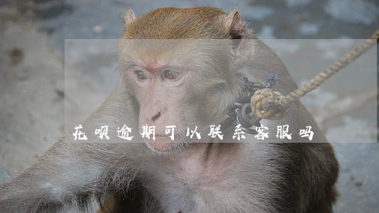 花呗逾期可以联系客服吗 花呗逾期可以联系客服吗
