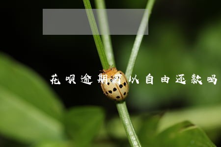 花呗逾期可以自由还款吗 花呗逾期可以自由还款吗