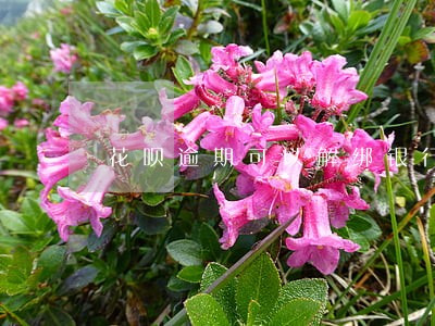 花呗逾期可以解绑银行卡吗 花呗逾期可以解绑银行卡吗