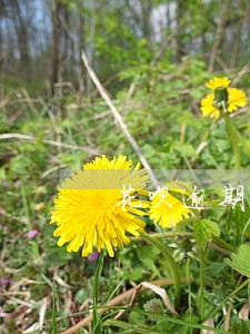 花呗逾期可以让朋友帮忙还吗 花呗逾期可以让朋友帮忙还吗