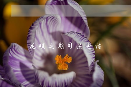 花呗逾期司法电话 花呗逾期司法电话