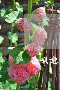 花呗逾期合同就会中止吗 花呗逾期合同就会中止吗