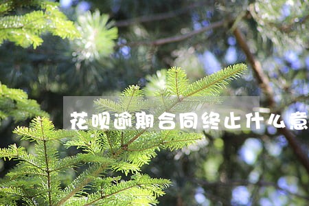 花呗逾期合同终止什么意思 花呗逾期合同终止什么意思