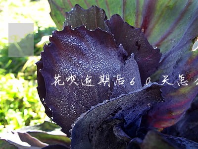 花呗逾期后60天怎么恢复 花呗逾期后60天怎么恢复