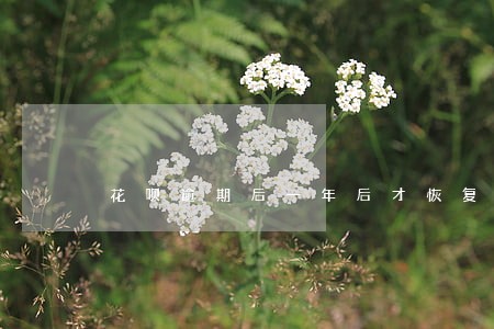 花呗逾期后一年后才恢复 花呗逾期后一年后才恢复