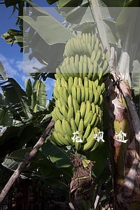 花呗逾期后一次性还清后还能开通 花呗逾期后一次性还清后还能开通