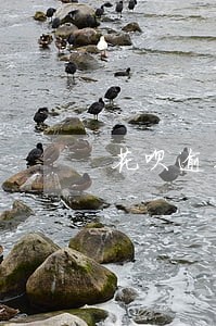 花呗逾期后一直扣钱 花呗逾期后一直扣钱