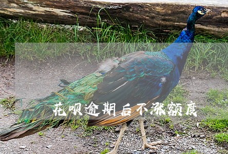 花呗逾期后不涨额度 花呗逾期后不涨额度