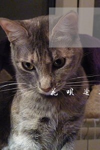 花呗逾期后不能用多久可以恢复 花呗逾期后不能用多久可以恢复