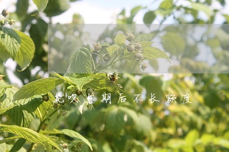 花呗逾期后不长额度 花呗逾期后不长额度