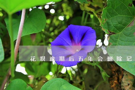 花呗逾期后五年会删除记录 花呗逾期后五年会删除记录