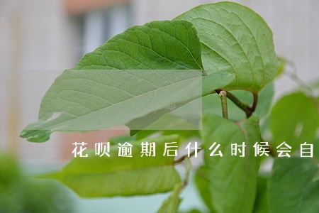 花呗逾期后什么时候会自动扣分