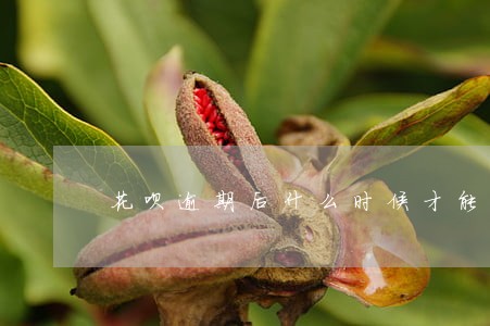 花呗逾期后什么时候才能恢复 花呗逾期后什么时候才能恢复