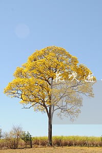 花呗逾期后从哪里修复 花呗逾期后从哪里修复