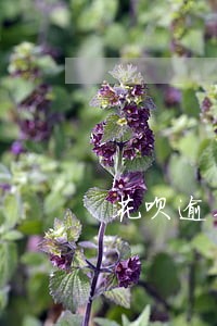 花呗逾期后会天天打电话催收吗 花呗逾期后会天天打电话催收吗