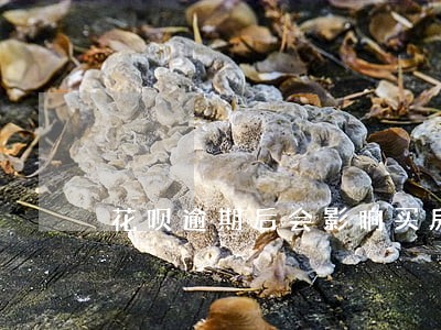 花呗逾期后会影响买房吗