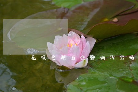 花呗逾期后会影响淘宝吗 花呗逾期后会影响淘宝吗