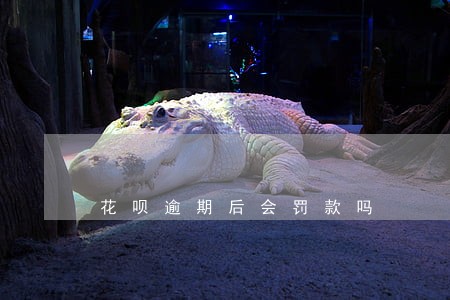 花呗逾期后会罚款吗 花呗逾期后会罚款吗