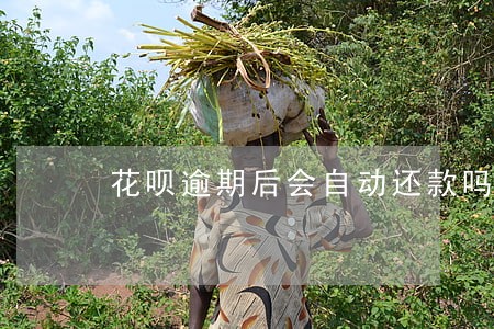 花呗逾期后会自动还款吗