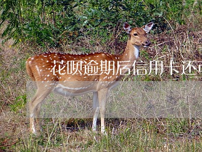 花呗逾期后信用卡还可以用吗 花呗逾期后信用卡还可以用吗
