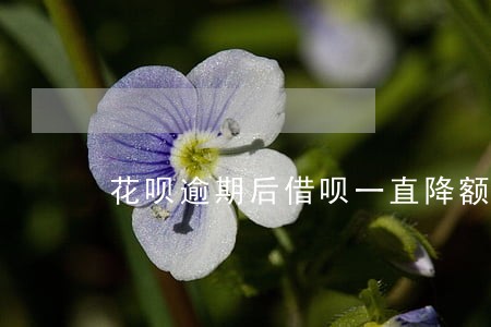 花呗逾期后借呗一直降额度
