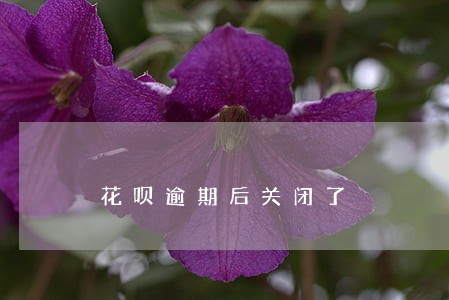 花呗逾期后关闭了 花呗逾期后关闭了