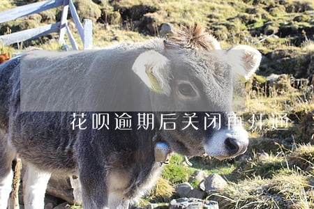 花呗逾期后关闭再开通 花呗逾期后关闭再开通